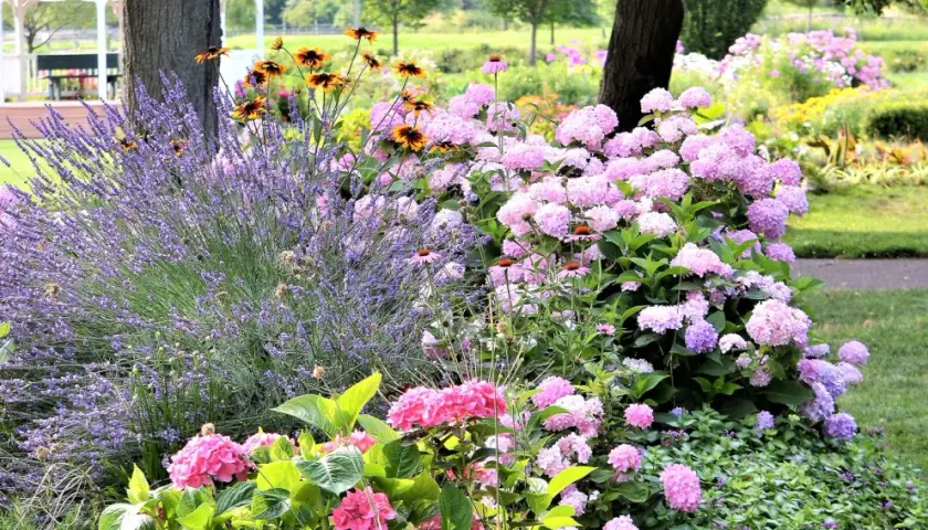 Un magnifique parterre de fleurs vivaces avec lavande, hortensias roses et jaunes, offrant une belle idée pour un jardin coloré.