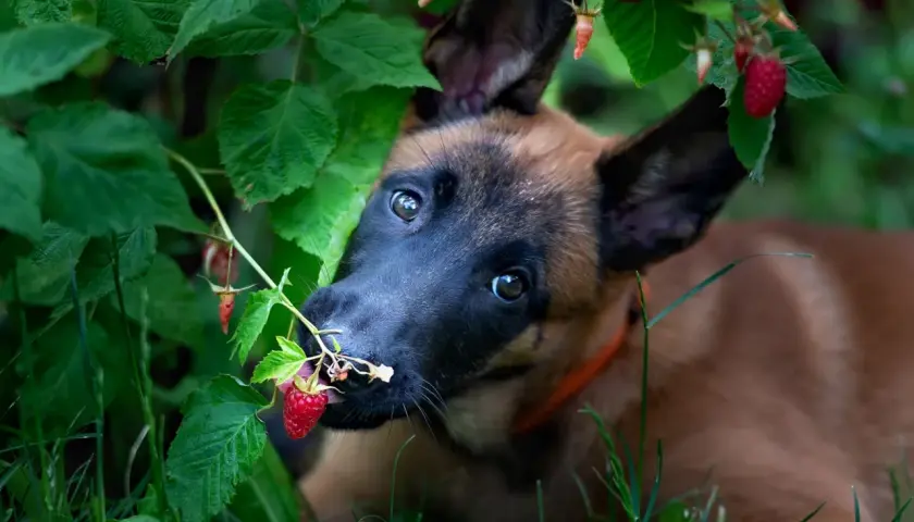 Szczeniak malinois próbuje maliny prosto z krzaka. Czy pies może maliny? Ten maluch chyba tak!
