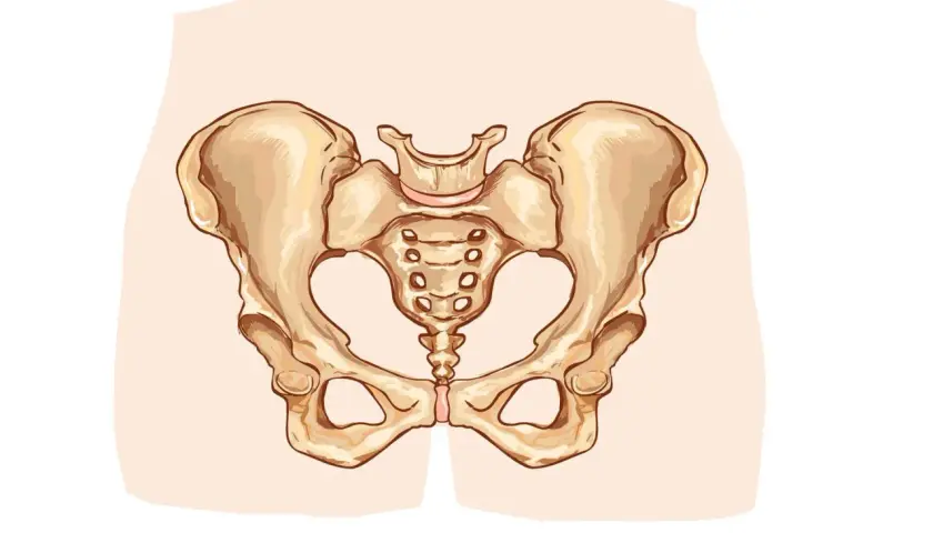 Anatomical illustration of a female pelvis, showing the bones of the hip and sacrum.