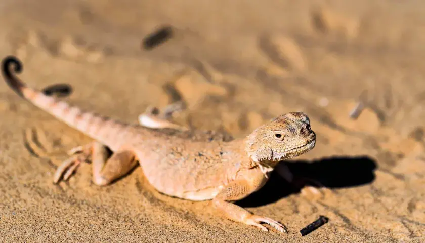 Un lagarto del desierto, camuflado en la arena dorada, se asoma con cautela. Su cola enroscada y escamas detalladas revelan su adaptación al árido entorno.