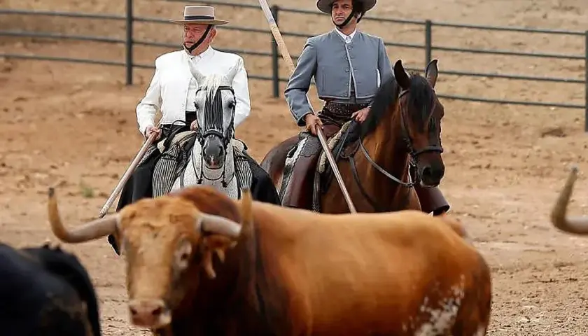 Dos jinetes con trajes tradicionales supervisan el ganado en la ganadería Torrestrella. Un toro de lidia se acerca al primer plano.