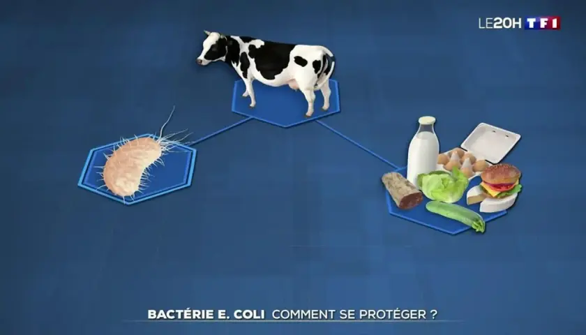 Une vache, une bactérie E. coli et des aliments. Comment se débarrasser de l'e coli ?
