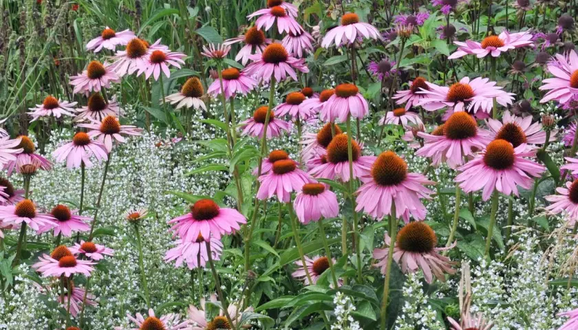 Ein sonnenhut standort mit vielen rosa Blüten und braunen Zentren, umgeben von kleinen weißen Blüten und lila Blüten im Hintergrund.