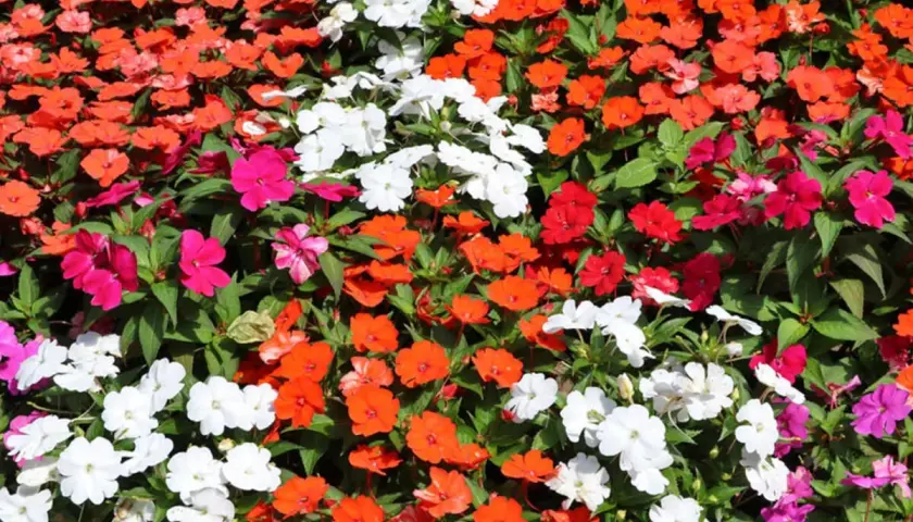 Bunte Blütenpracht, ein Meer aus leuchtenden Farben. Ein edellieschen grab, das in voller Blüte steht und die Sonne genießt.