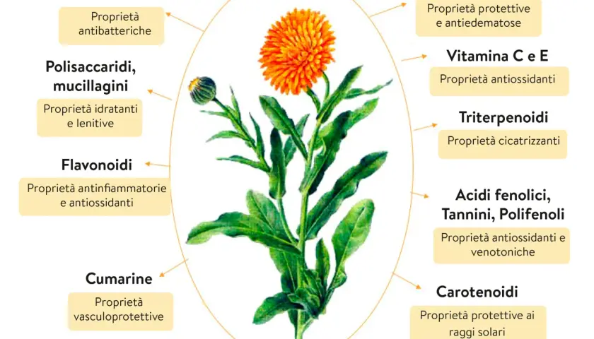 Fiore di calendula con frecce che indicano le sue proprietà: antibatteriche, idratanti, antinfiammatorie, protettive, antiossidanti, cicatrizzanti, venotoniche e solari.