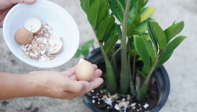 Skorupki jajek jako naturalny nawóz dla roślin. Ręka trzyma skorupki jajek nad doniczką z zieloną rośliną.