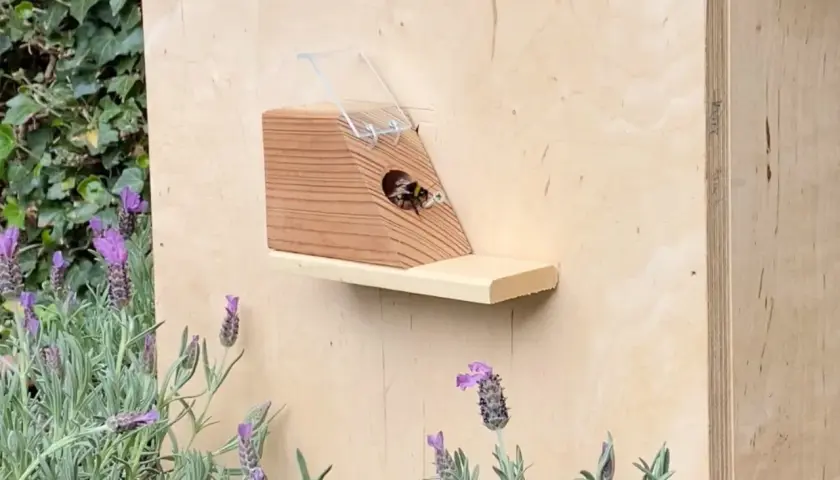 Fleißige erdhummeln im garten finden ein neues Zuhause in einem hölzernen Insektenhotel, umgeben von duftendem Lavendel.