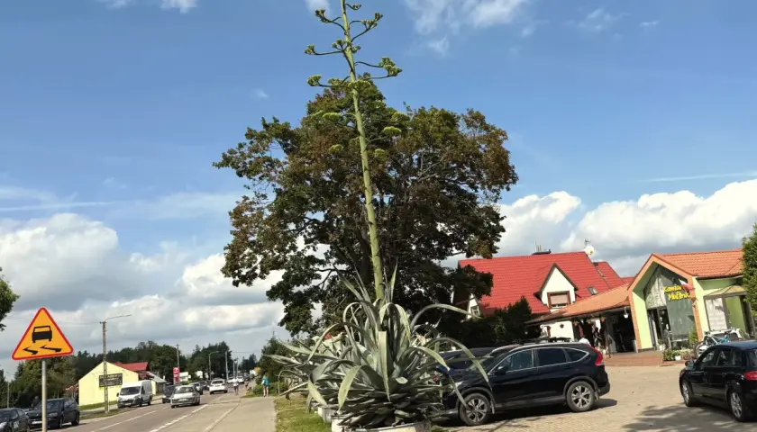 Ogromny agawa kwiat wyrasta ponad drzewa, obok drogi i samochodów.