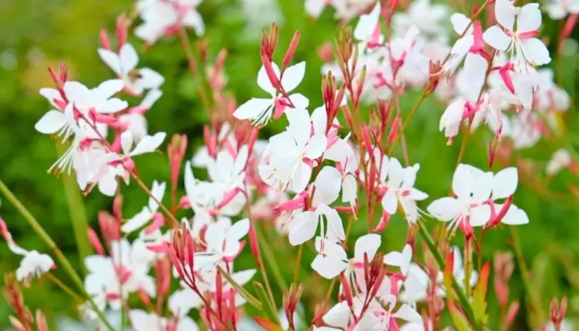 Fleurs de gaura blanches et roses, délicates et aériennes, dans un jardin verdoyant.