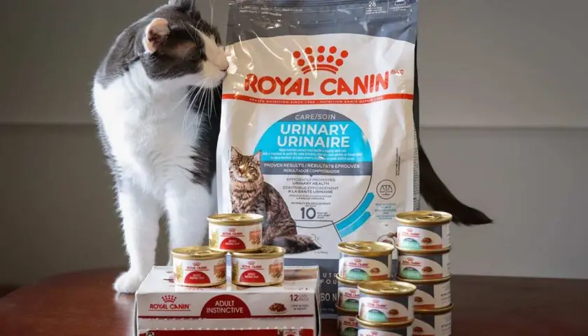 Kot wącha karmę Royal Canin Urinary. Czy to dobra karma? Widać opakowanie i puszki.