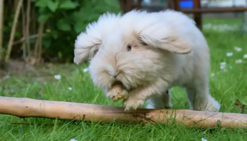 Puszysty karzełek teddy, króliczek, skacze przez pień drzewa na trawie, otoczony zielenią i kwiatkami.