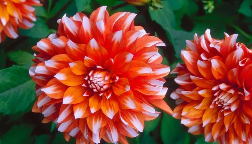 Deux fleurs dahlia aux pétales bicolores orange et blancs, avec un bouton floral en arrière-plan.