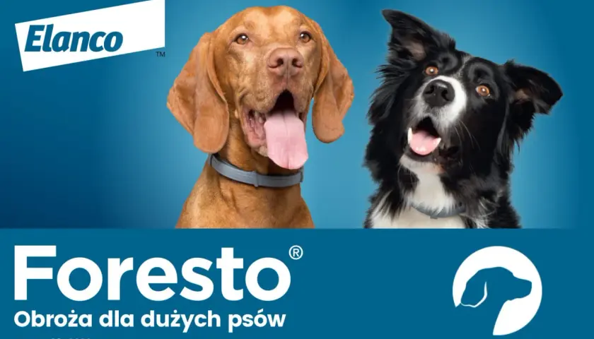 Obroża Foresto – czy można kąpać psa bez obaw o jej skuteczność?