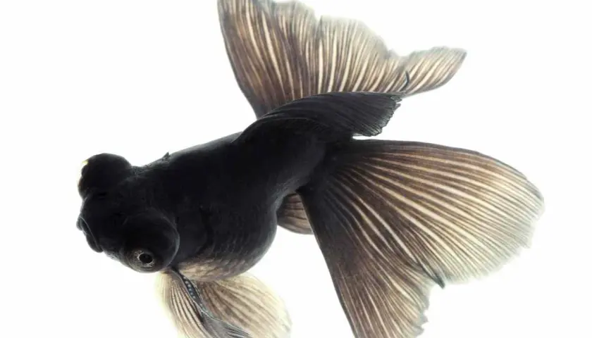 Un pez negro con aletas amplias y delicadas, como un velo, nada en un acuario.
