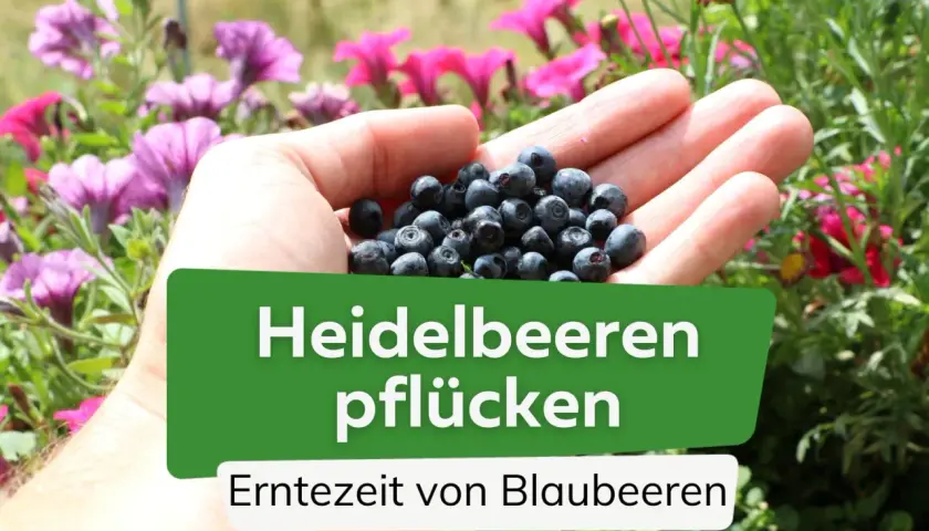 Eine Hand hält frisch gepflückte Heidelbeeren. Die Erntezeit von Blaubeeren ist jetzt!