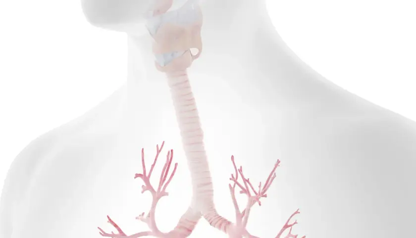 Anatomia krtani i tchawicy, z widocznymi rozgałęzieniami oskrzeli. Ilustracja może pomóc zrozumieć zapalenie tchawicy.