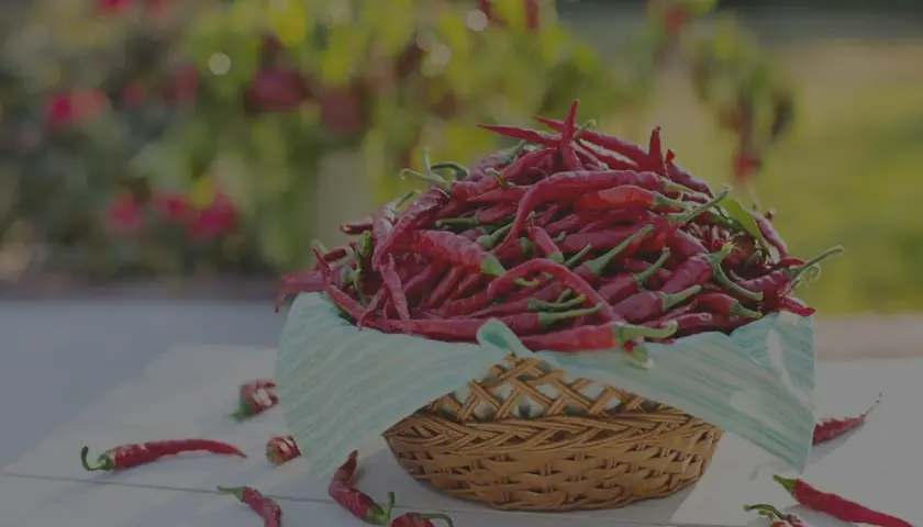 Ein Korb voller leuchtend roter Peperoncini, die für ihre Schärfe bekannt sind. Einige liegen verstreut auf dem Tisch.