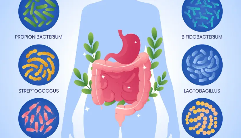 Illustrazione del corpo umano con dettagli su stomaco e intestino, circondato da diverse specie batteriche. Guida visiva per capire il microbiota intestinale come curarlo.
