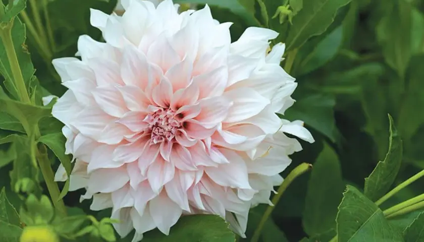 En vacker, ljusrosa och vit dahlia blommar i frodig jord till dahlior.