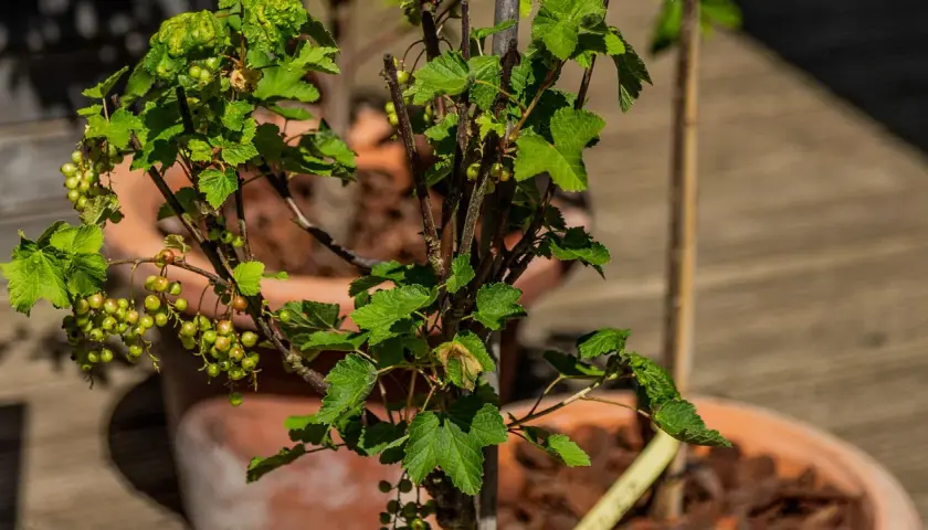Grüne Johannisbeeren reifen an einem Strauch auf dem Balkon.