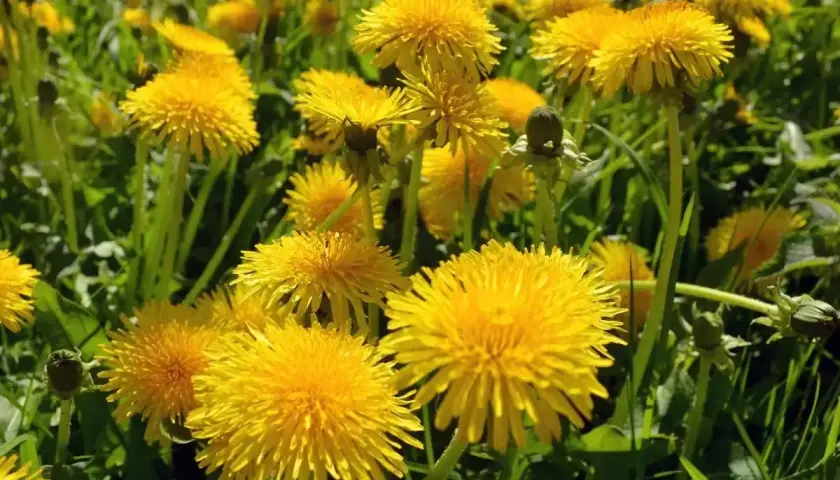 Campo fiorito di tarassaco, un fiore giallo brillante noto per le sue molteplici proprietà benefiche.