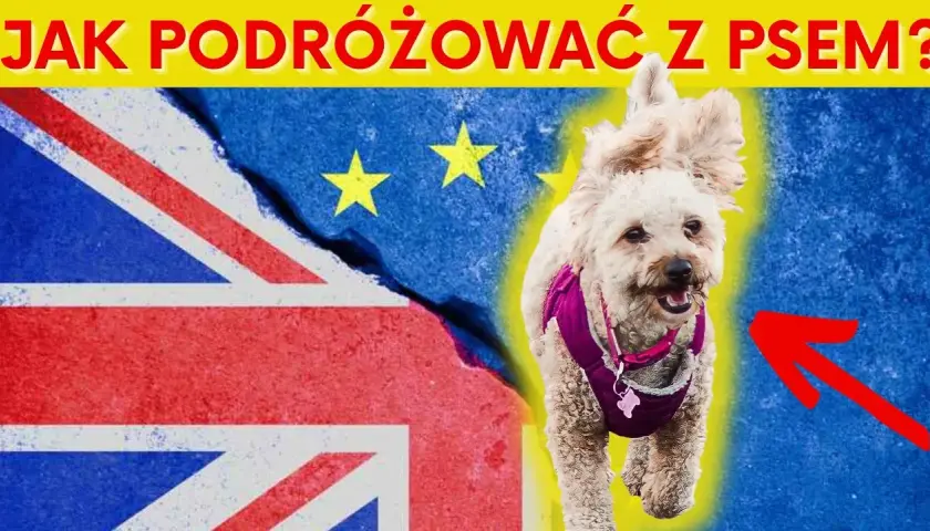Jak przewieźć psa z Polski do Anglii? Ważne wymagania i porady