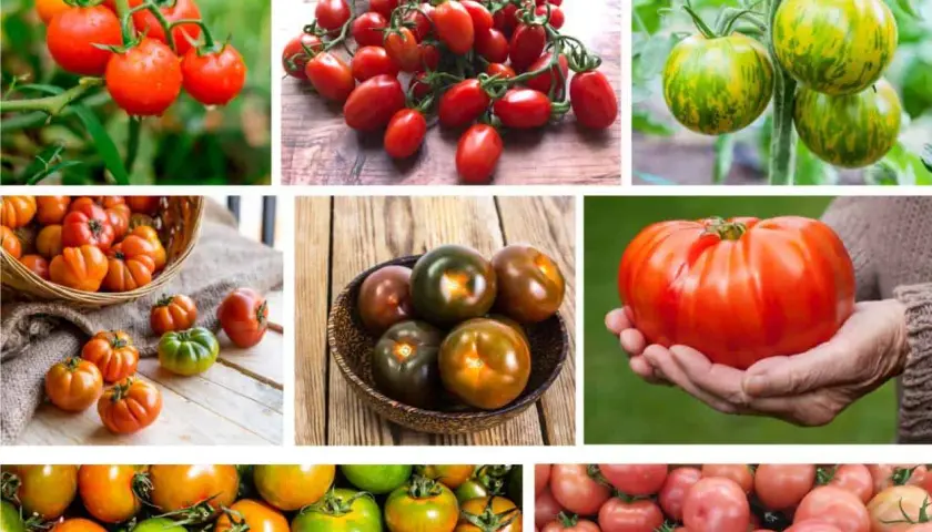 Collage di pomodori di varie forme e colori, che mostrano la grande qualità pomodori.