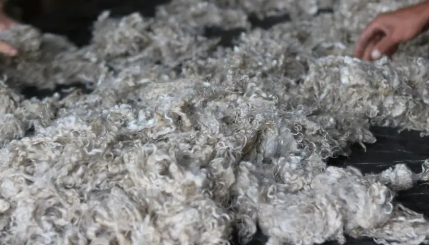Un tas de poil de chèvre angora, doux et bouclé, prêt à être transformé en fil.