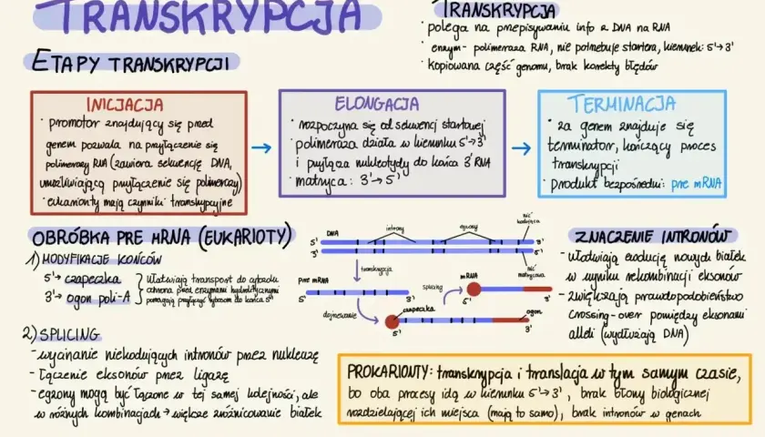 Schemat transkrypcji: inicjacja, elongacja, terminacja. Proces ten polega na przepisywaniu informacji z DNA na RNA, gdzie kluczową rolę odgrywa polimeraza RNA, która działa w kierunku 5'→3'.
