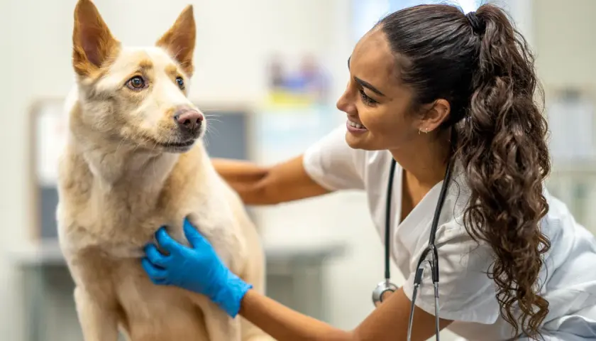 Weterynarz w niebieskich rękawiczkach bada psa. Szybka diagnoza i troska o zdrowie czworonoga.