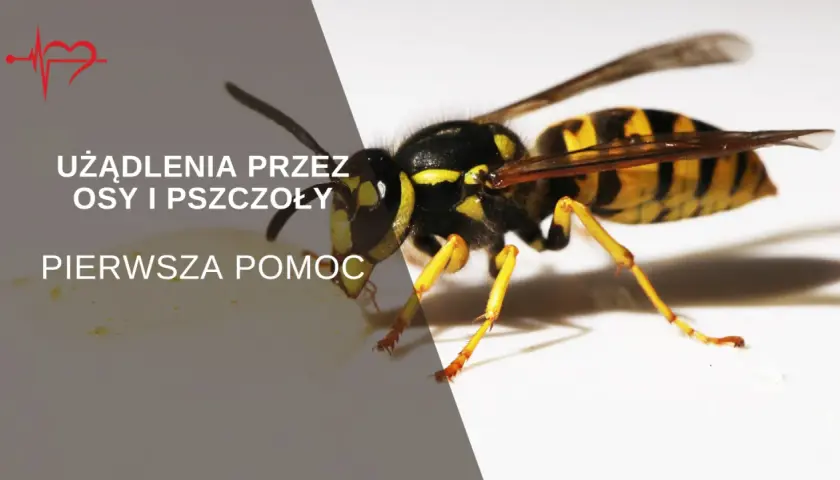 Osa na białym tle, tekst informuje o użądleniach przez osy i pszczoły oraz pierwszej pomocy.