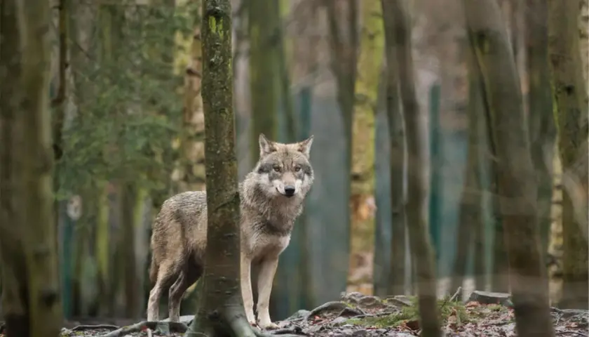 Ein Wolf steht im Wald, neugierig blickend. Er scheint aufmerksam, als ob er einen Menschen in der Nähe wahrnimmt.