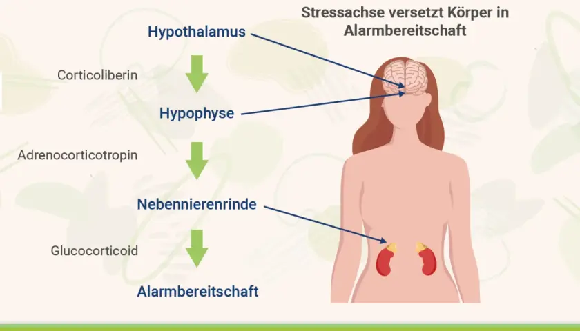 Die Stressachse: Hypothalamus, Hypophyse, Nebennierenrinde und Glucocorticoide. Rhodiola Rosea Wirkung kann hier unterstützend wirken.