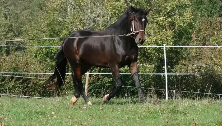 Un beau cheval brun, en pleine action, est en train de longer dans un pré verdoyant, avec une clôture blanche et des arbres en arrière-plan.