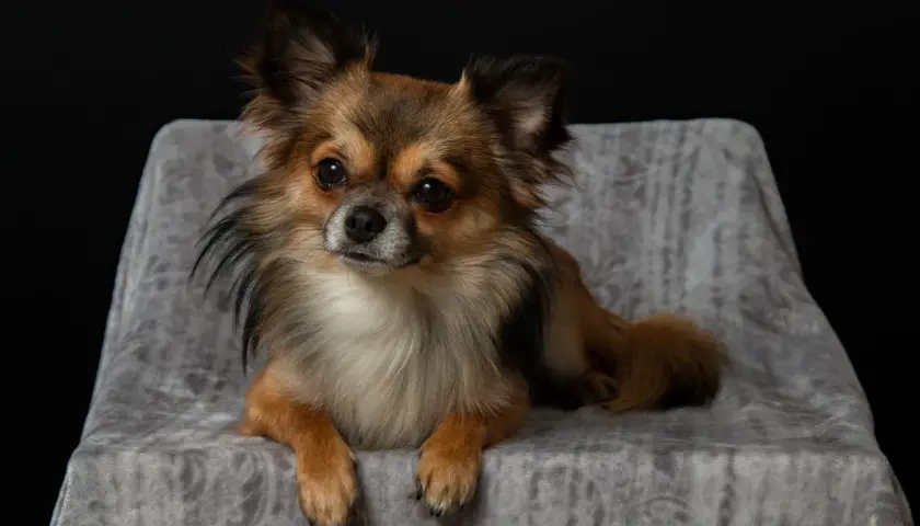 Uroczy długowłosy chihuahua, jakby pozował do zdjęcia, z pewnością zasługuje na najlepszą opiekę, może nawet na specjalny preparat jak cartrophen.
