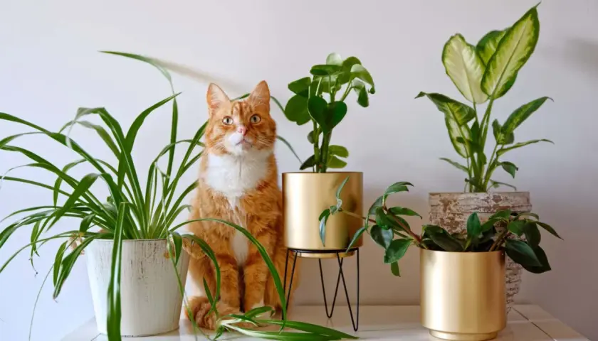 Gato naranja sentado entre varias plantas no tóxicas para gatos, creando un rincón verde y seguro.