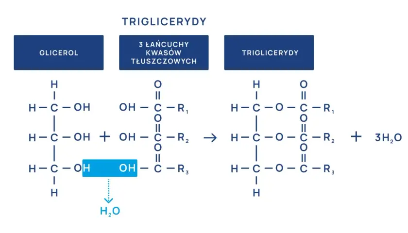Schemat syntezy trójglicerydów. Wysokie trójglicerydy mogą wpływać na samopoczucie, gdy organizm nie radzi sobie z ich metabolizmem.