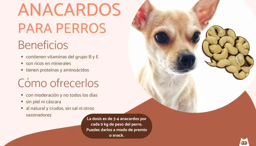 Un chihuahua mira atentamente. La imagen muestra que los perros pueden comer anacardos, con beneficios y cómo ofrecerlos.