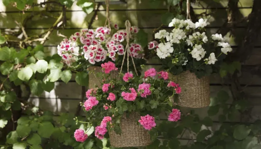 Hängande korgar med rosa och vit sommarblommor ute. En vacker syn som förgyller trädgården.