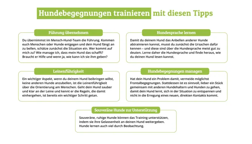 Hund bellt andere Hunde an? Lerne Hundesprache, um die Ursachen zu verstehen und deinem Hund zu helfen, ruhiger zu bleiben.