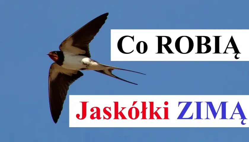 Poznaj fascynujące miejsca, gdzie zimują jaskółki i ich trasy migracji