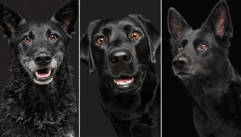 Tres perros negros, cada uno con una expresión única, como si soñar con perro negro fuera una realidad.