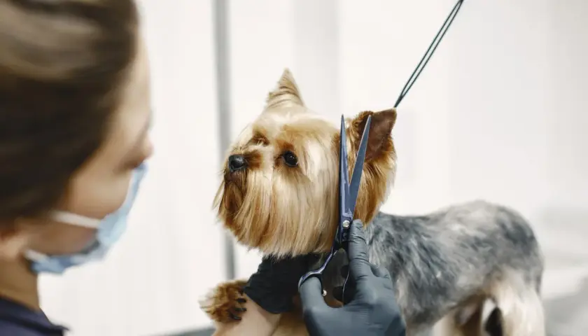 Kto to groomer? To osoba, która pielęgnuje sierść psa. Tutaj groomer strzyże uroczego yorka.