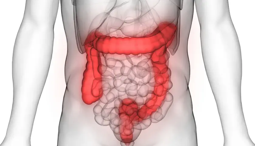 Anatomia jelita grubego, uwidoczniona w czerwonym kolorze, pokazuje jego złożoną strukturę w ludzkim ciele.