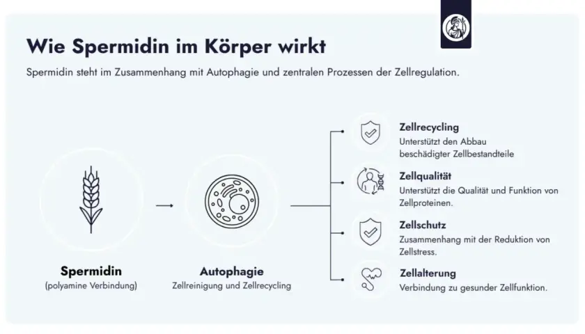 Spermidin, eine polyamine Verbindung, fördert Autophagie, Zellrecycling, Zellqualität, Zellschutz und Zellalterung für gesunde Zellfunktion.