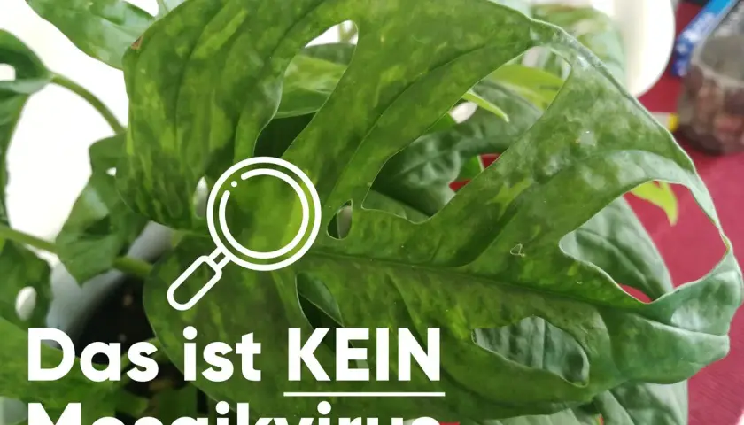 Grüne Monstera-Blätter mit Flecken, die nicht auf einen Mosaikvirus hindeuten. Eine Lupe symbolisiert die Untersuchung.