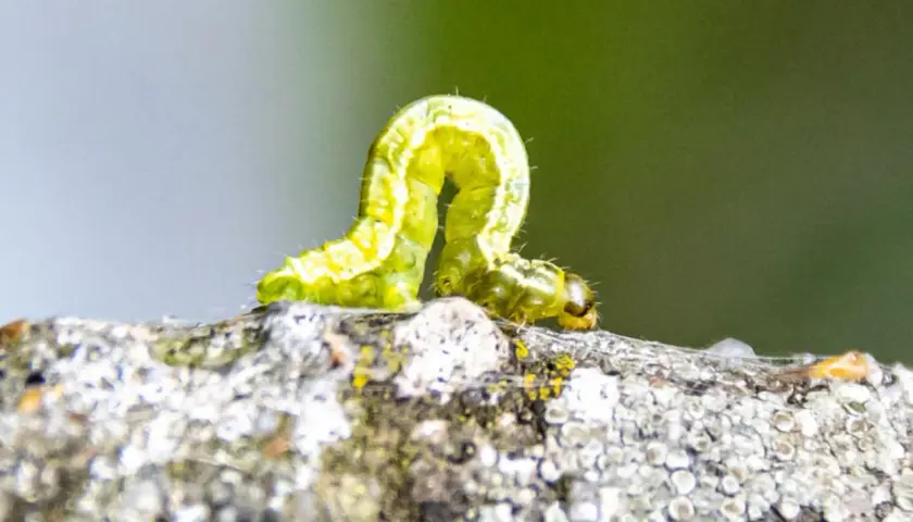 Grüne Raupe auf einem Ast, ein typisches frostspanner schadbild.
