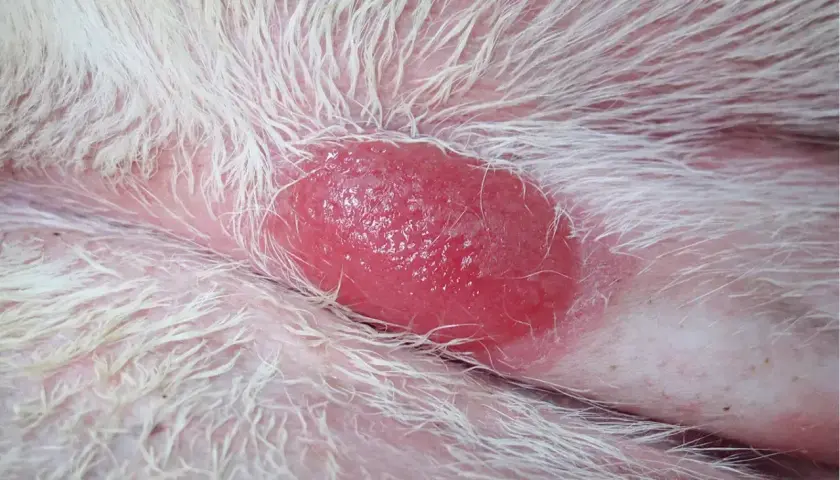 Czerwona, błyszcząca zmiana skórna u psa, widoczna na białej sierści. To może być mastocytoma.