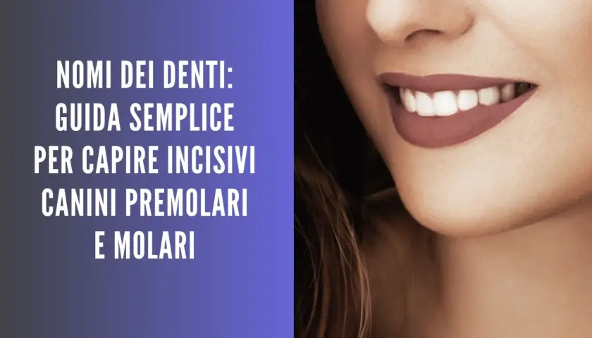 Guida ai nomi dei denti: incisivi, canini, premolari e molari. Un sorriso smagliante con denti perfetti.
