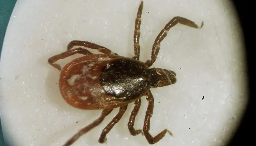 En närbild av en fästing, en av många insekter i Sverige. Den har åtta ben och en mörkbrun kropp med ljusare fläckar.